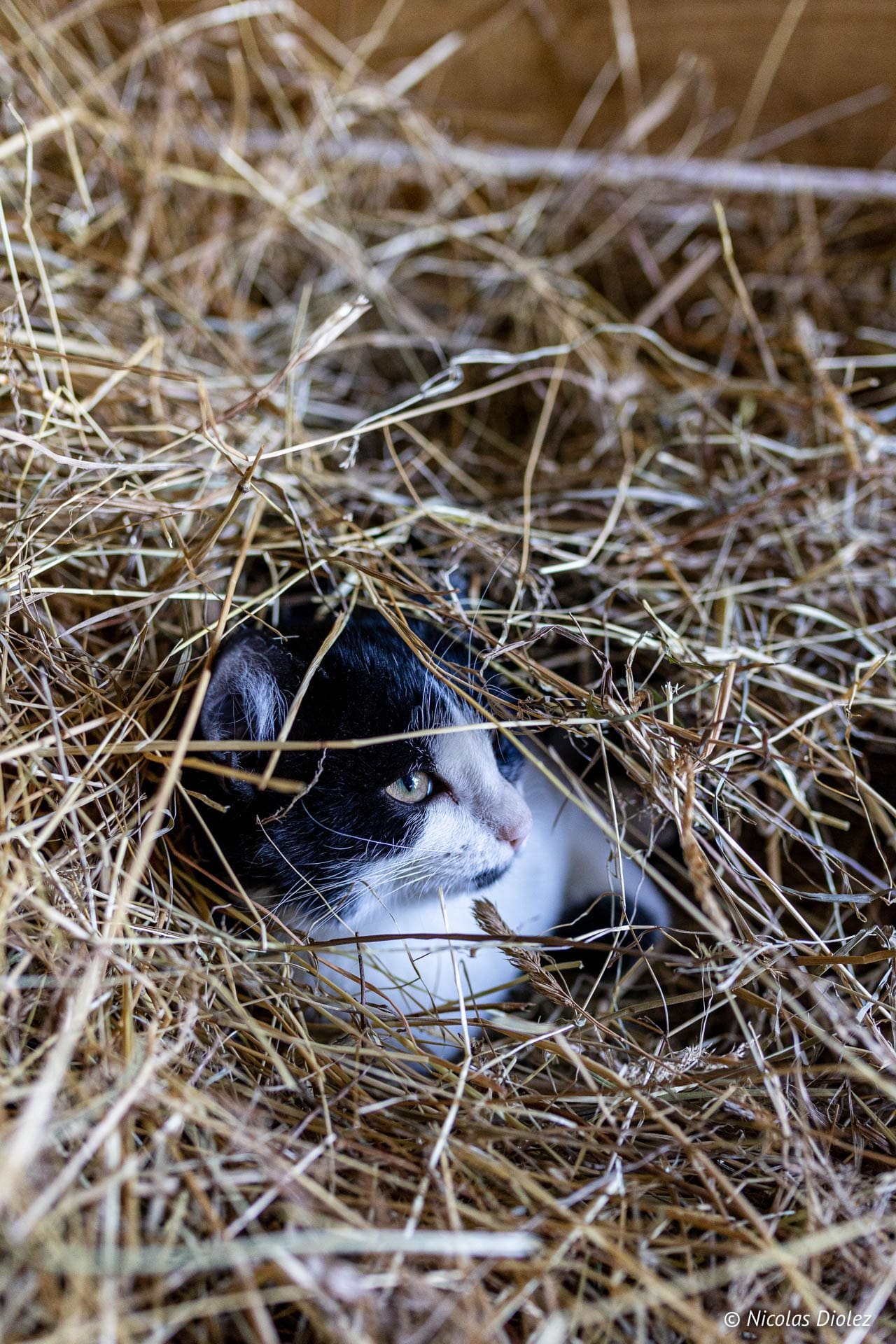 Chat noir et blanc caché dans la paille à la Chèvrerie des Bois Paturés Vosges du Sud.