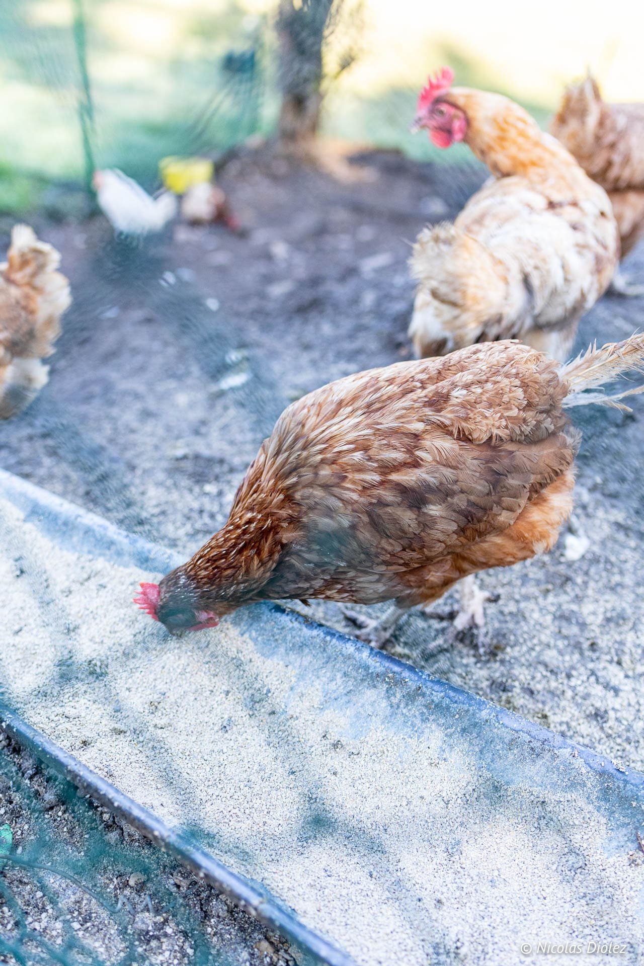 Poules picorant des grains dans un enclos des Vosges du Sud.