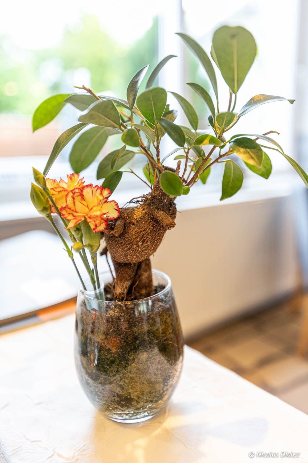 Petit bonsaï ficus avec œillets bicolores dans un verre décoratif.