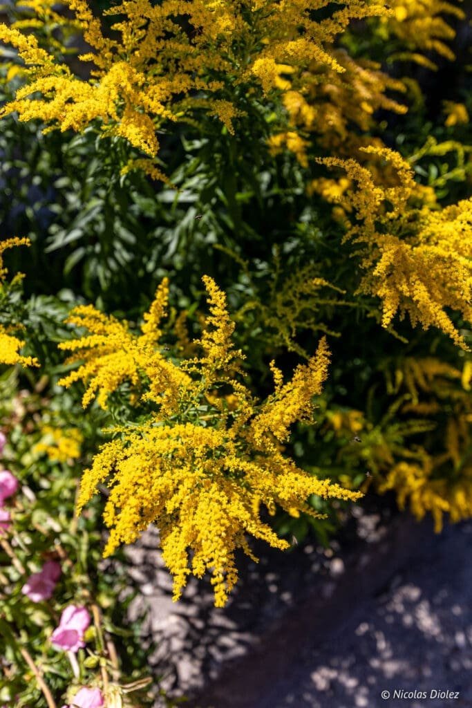 Yellow goldenrod flowers in bloom near the Royal City of Loches.