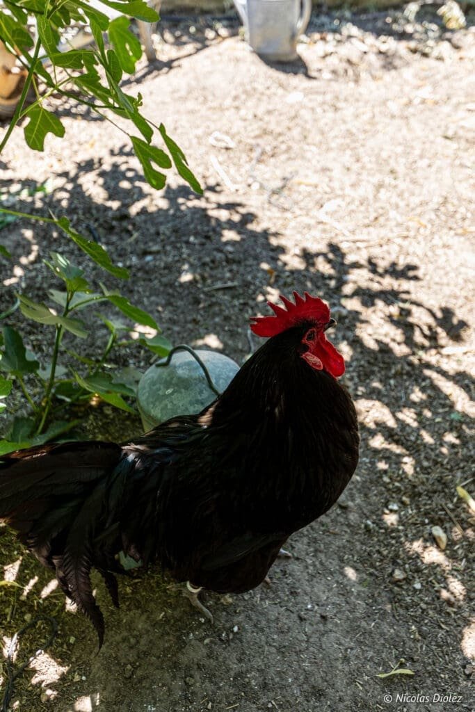 Black rooster with a red comb in a shaded garden in Chédigny.