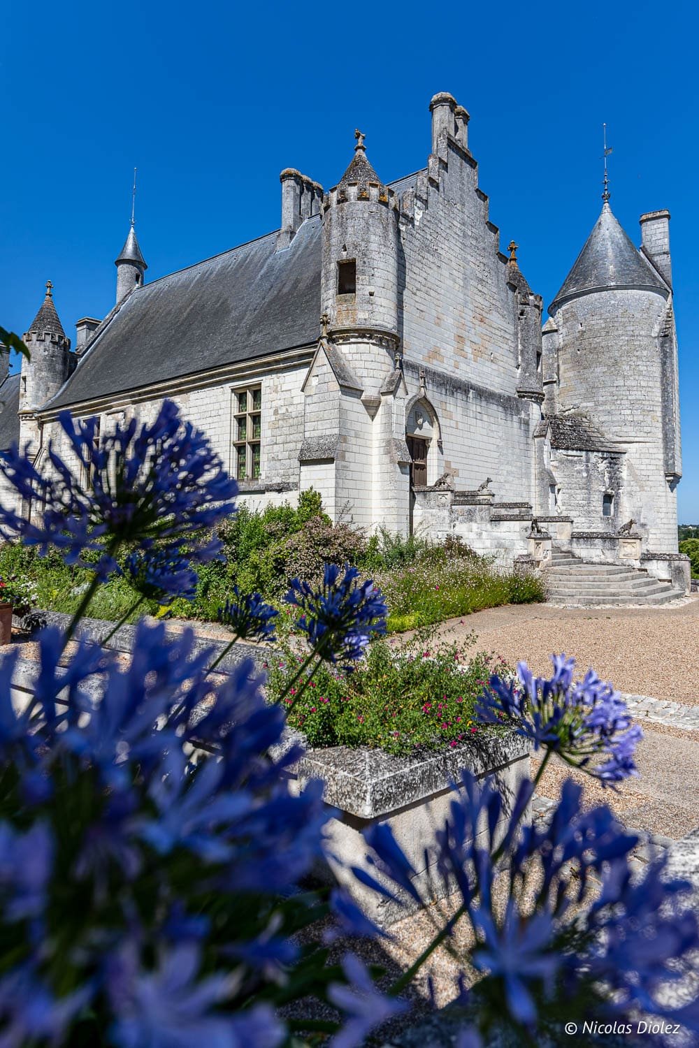 Cité Royale de Loches, château médiéval vu à travers des fleurs bleues en premier plan.