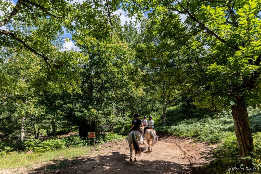 Promenade à cheval sous les arbres dans le territoire des Bastides et Gorges de l'Aveyron.
