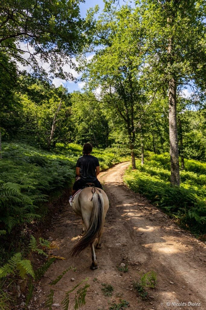 Cheval et cavalier sur un sentier forestier dans les Bastides et Gorges de l'Aveyron.