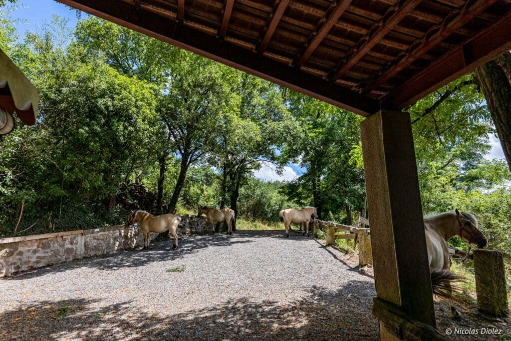 Chevaux de randonnée Aveyron sous un abri en pierre et sous-bois.