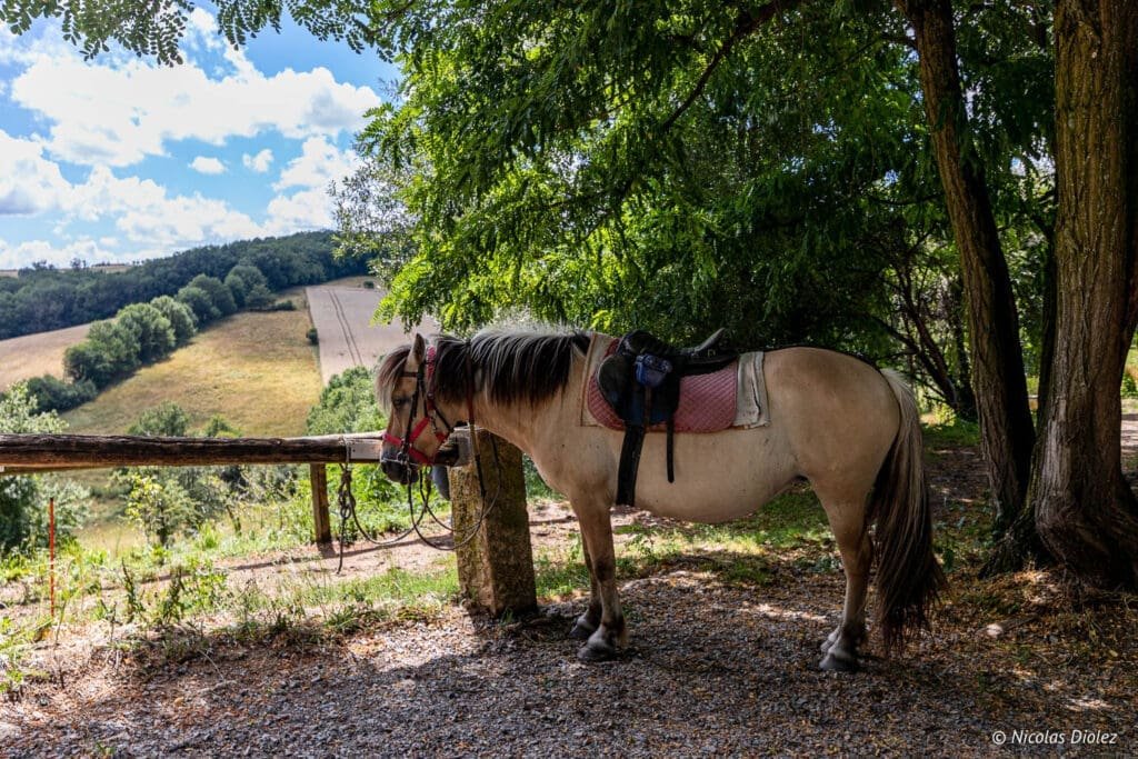 Cheval sellé sous les arbres avec vue sur les collines des Bastides et Gorges de l'Aveyron.