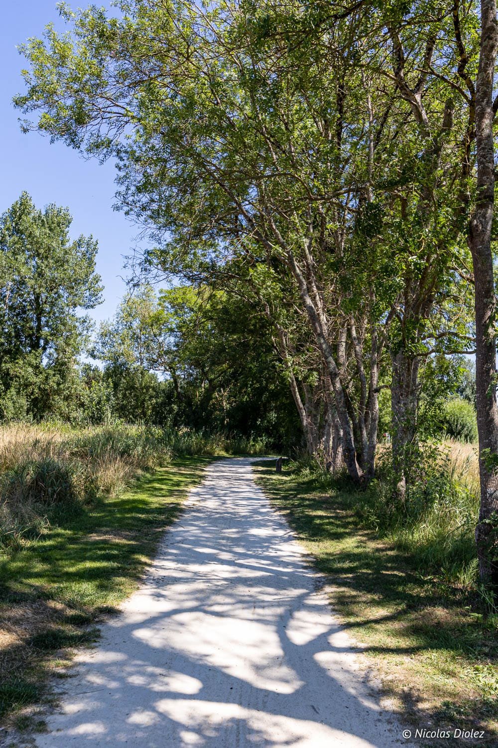 Chemin ombragé pour balade à vélo ou à pied près de Loches, Sud Touraine.