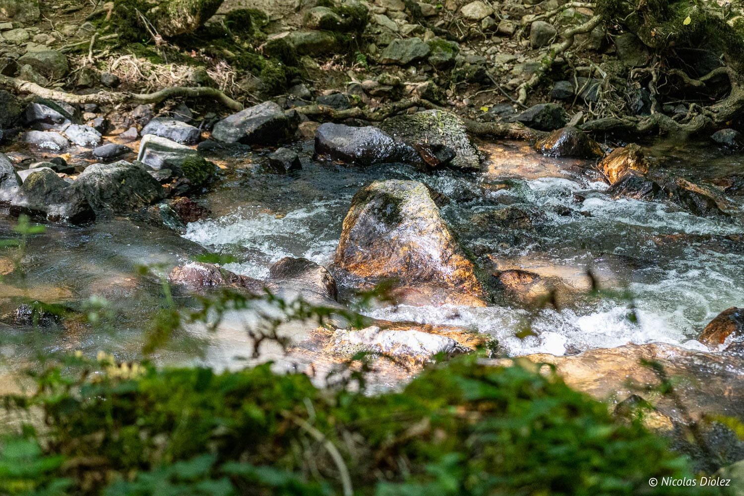 Ruisseau rocheux en forêt avec des racines apparentes et feuillage au premier plan.