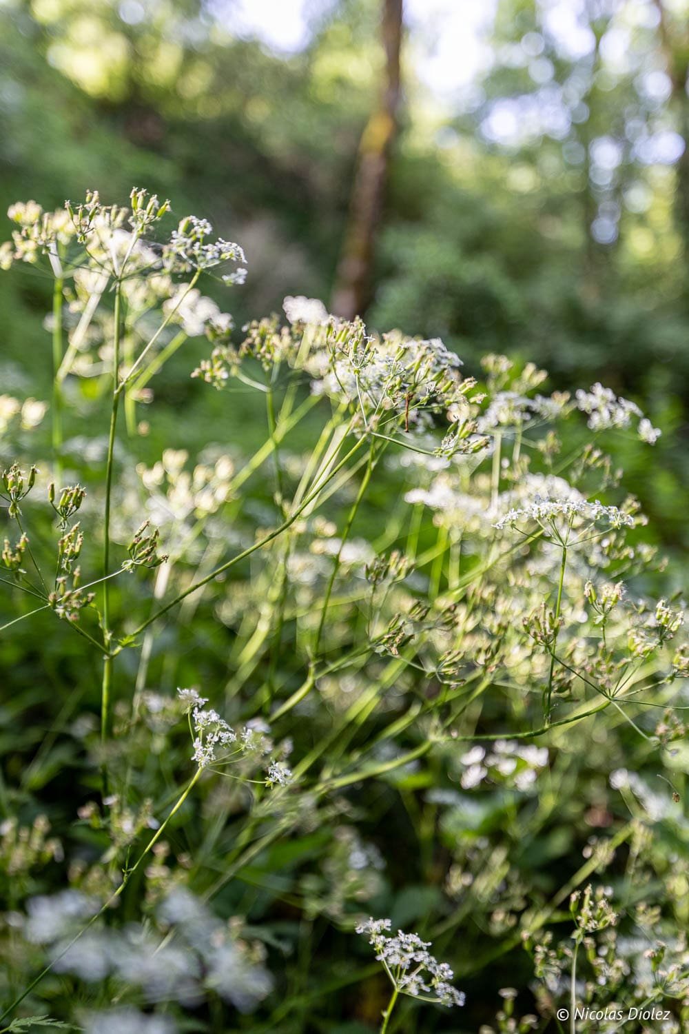 Fleurs blanches d'ombellifères en gros plan dans la forêt, randonnée Cascades d'Arifat.