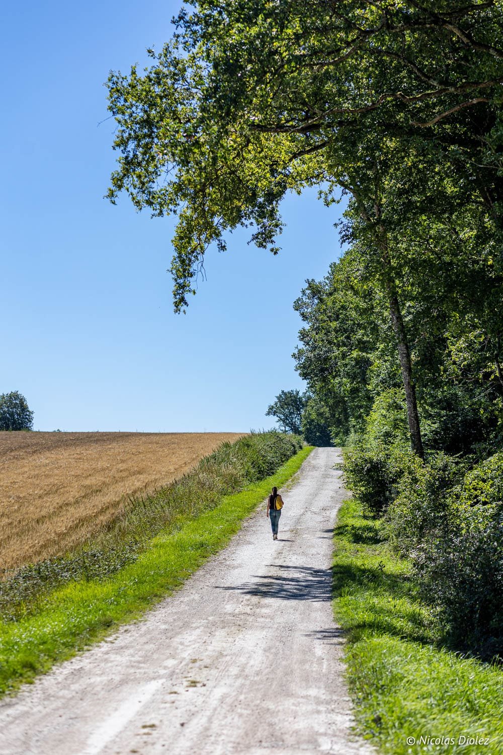 Randonnée en forêt de Loches sur chemin de campagne à côté d'un champ de blé.