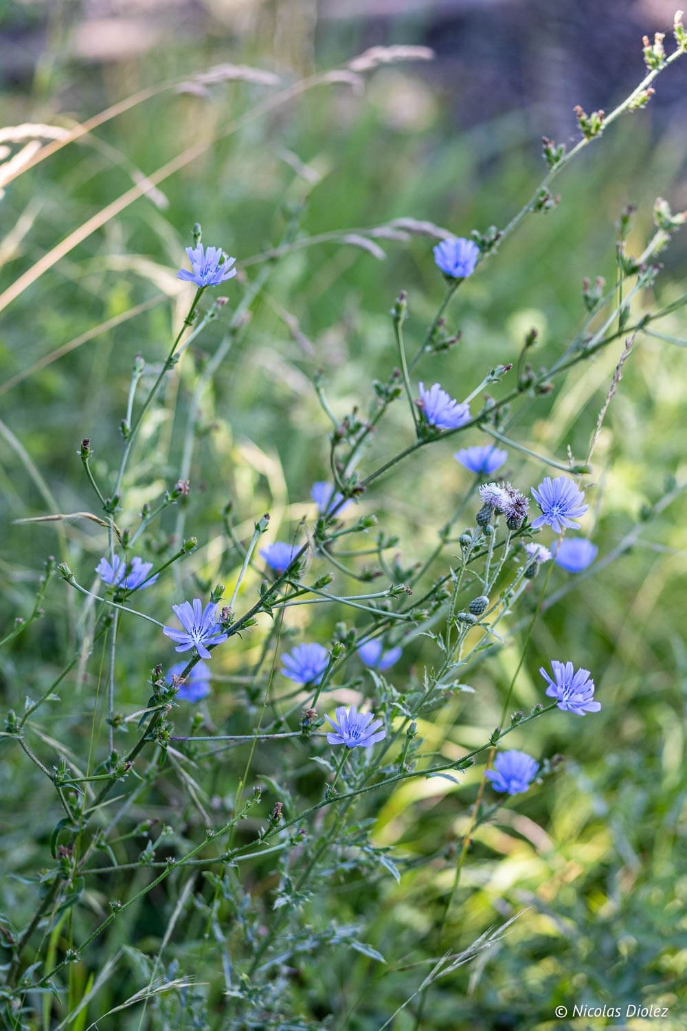 Fleurs de chicorée sauvage dans l'herbe haute de la Forêt de Loches.