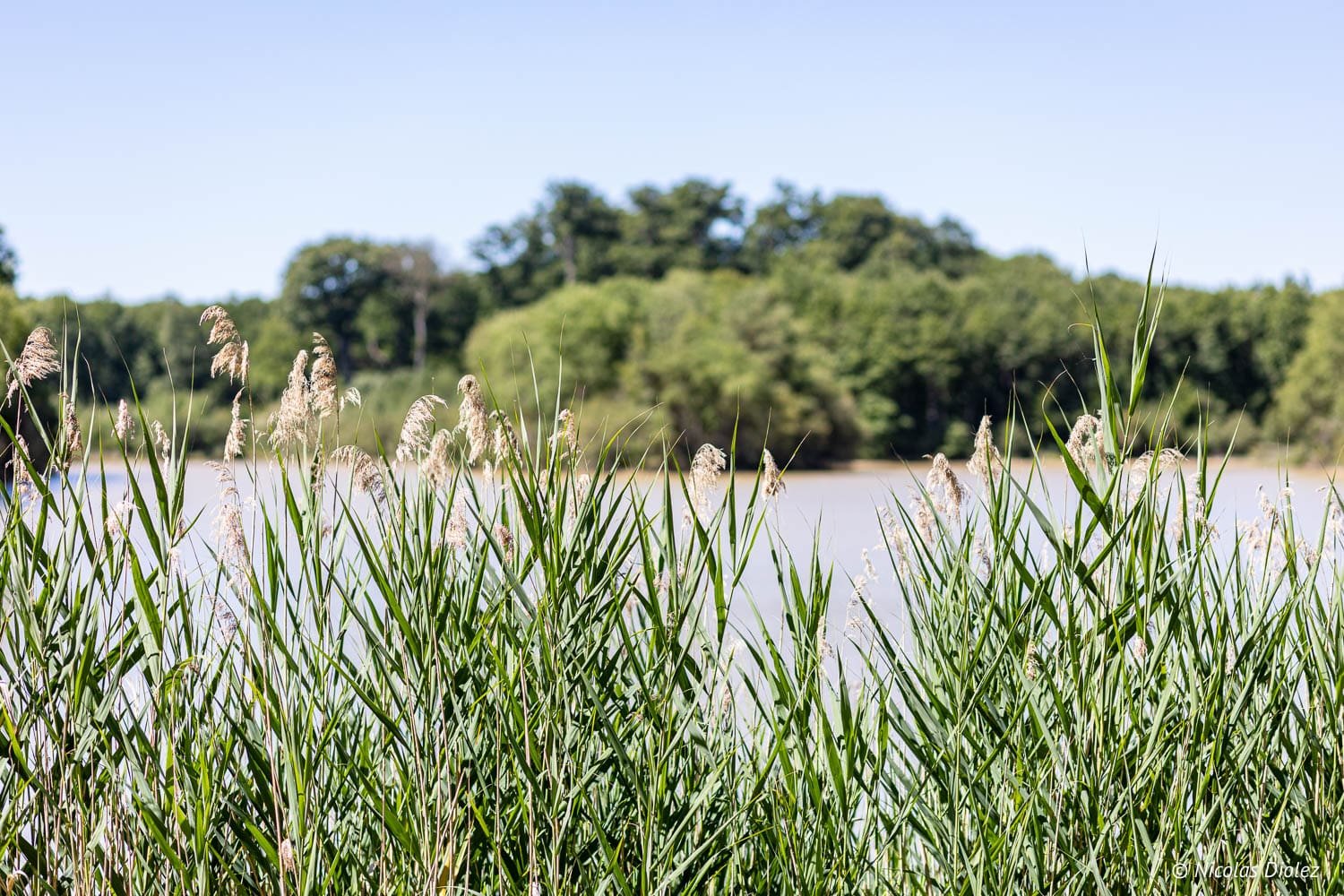 Roseaux en bord de rivière près de la forêt de Loches, Indre-et-Loire.