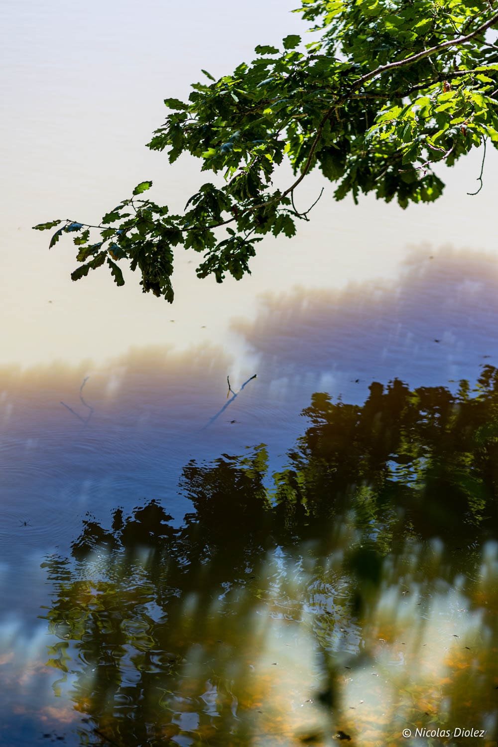 Reflet de feuilles sur l'eau de la forêt de Loches, crédit Nicolas Diolez.