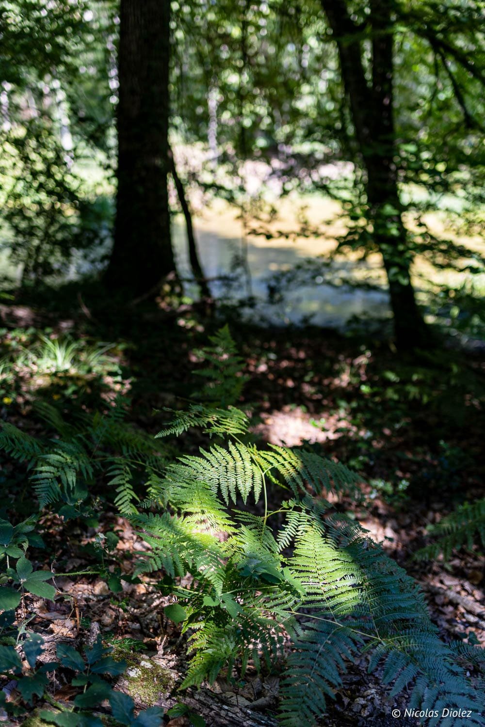 Forêt de Loches, fougères éclairées par un rayon de soleil près de l'Indre.