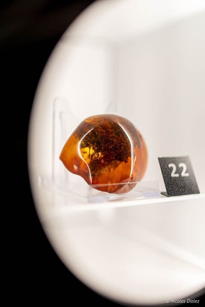 Ambre inclus dans un présentoir du Musée de l'Ambre de Gdańsk, étiquette 22.