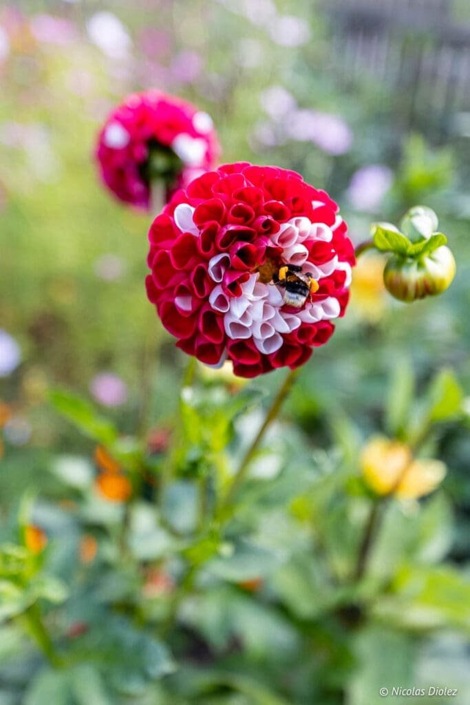 Bourdon butinant une fleur de dahlia rouge et blanche dans un parc ethnographique de Poméranie.