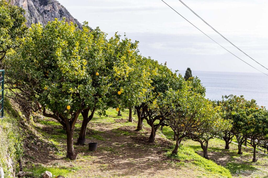 Casetta Menton DR Nicolas Diolez 2024 11