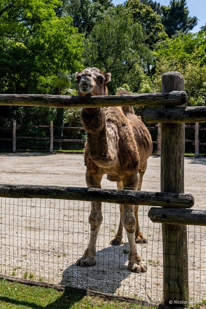 Zoo de la Fleche DR Nicolas Diolez 2024 29