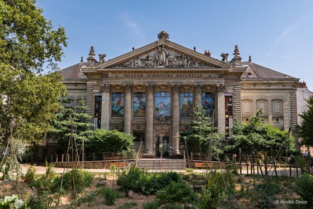 Musee histoire naturelle Nantes DR Nicolas Diolez 2025