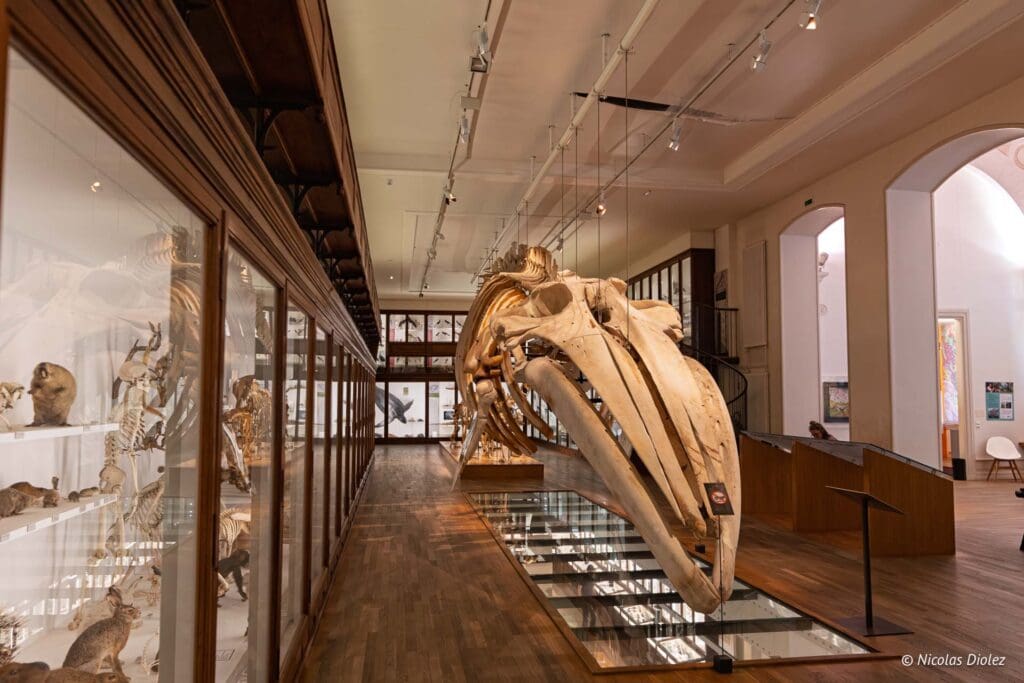 Musee histoire naturelle Nantes DR Nicolas Diolez 2025 7