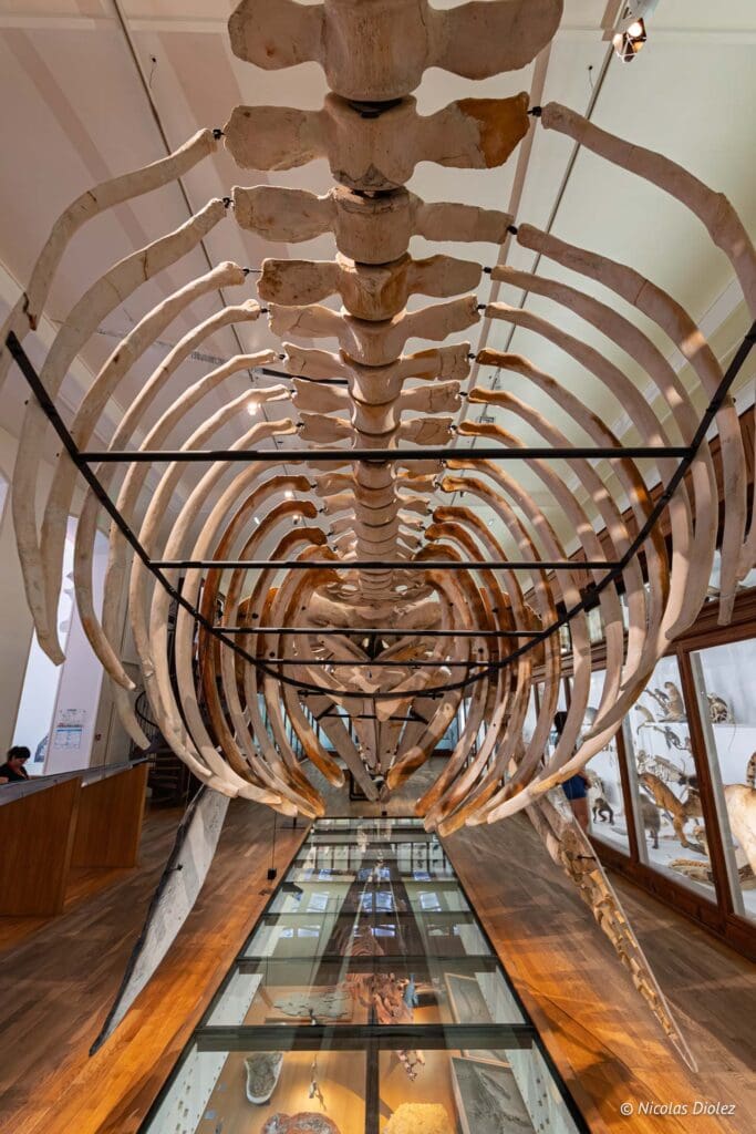 Musee histoire naturelle Nantes DR Nicolas Diolez 2025 8