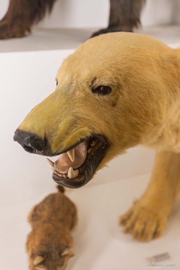 Musee histoire naturelle Nantes DR Nicolas Diolez 2025 9