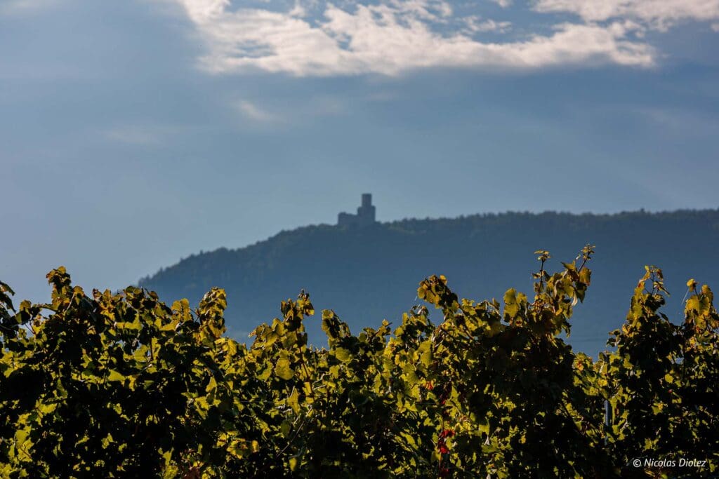 Domaine Achillee DR Nicolas Diolez 2024 6