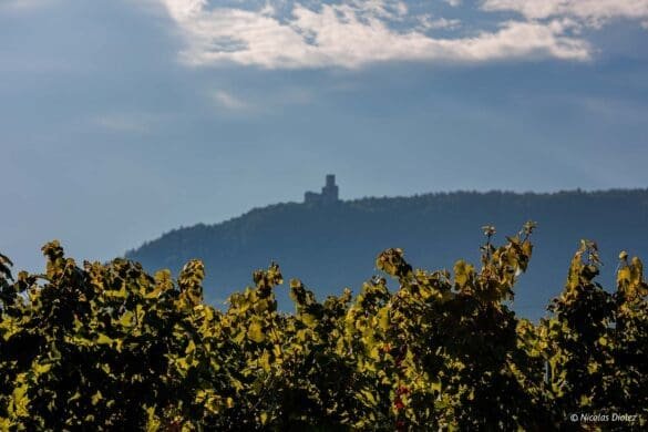 Escapade sur la Route des Vins en Alsace