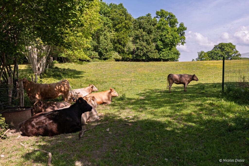 Chemin des Sources bleues DR Nicolas Diolez 2025 19