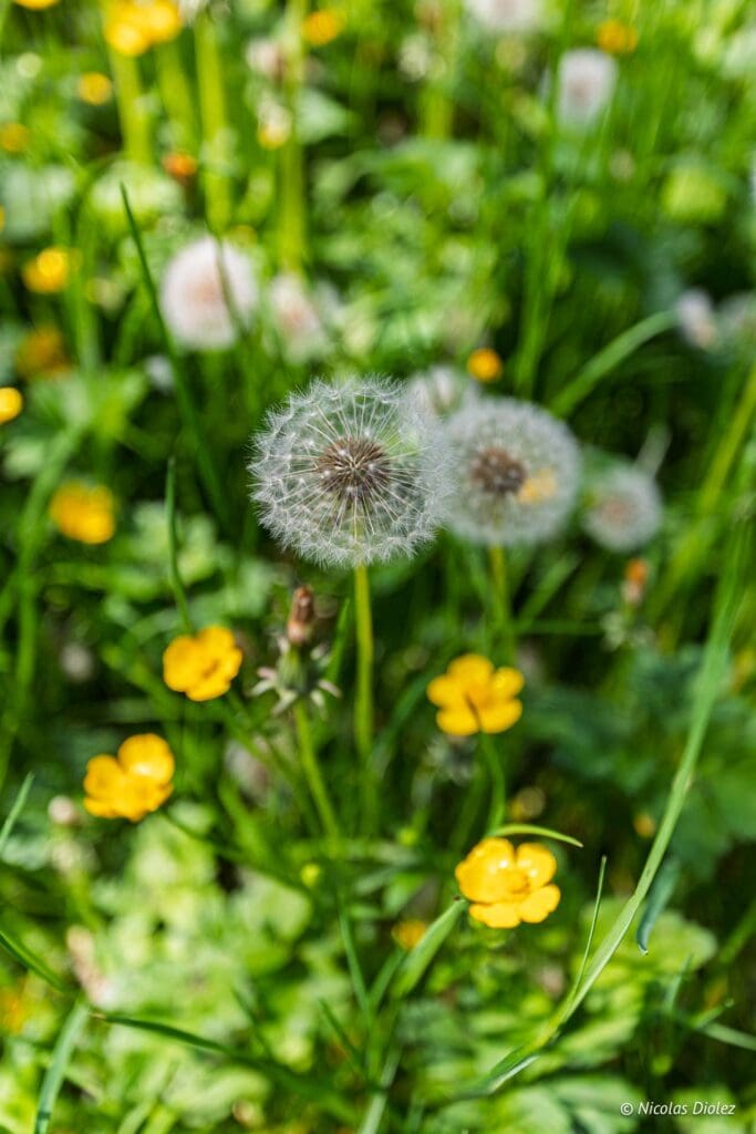 Chemin des Sources bleues DR Nicolas Diolez 2025 2
