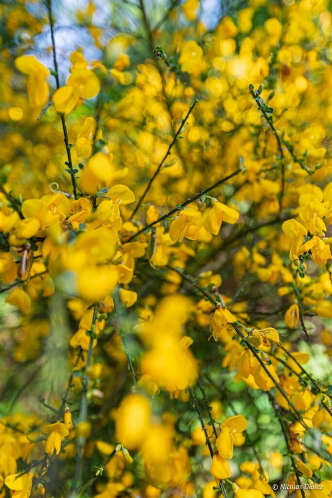 Chemin des Sources bleues DR Nicolas Diolez 2025 22
