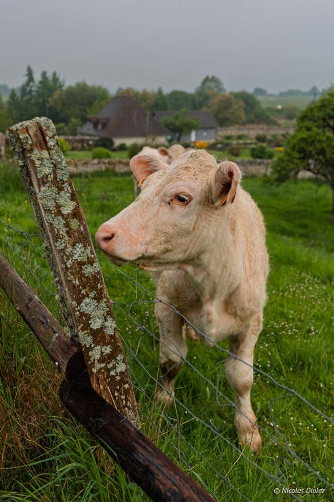 Fatouville Grestain DR Nicolas Diolez 2025 22