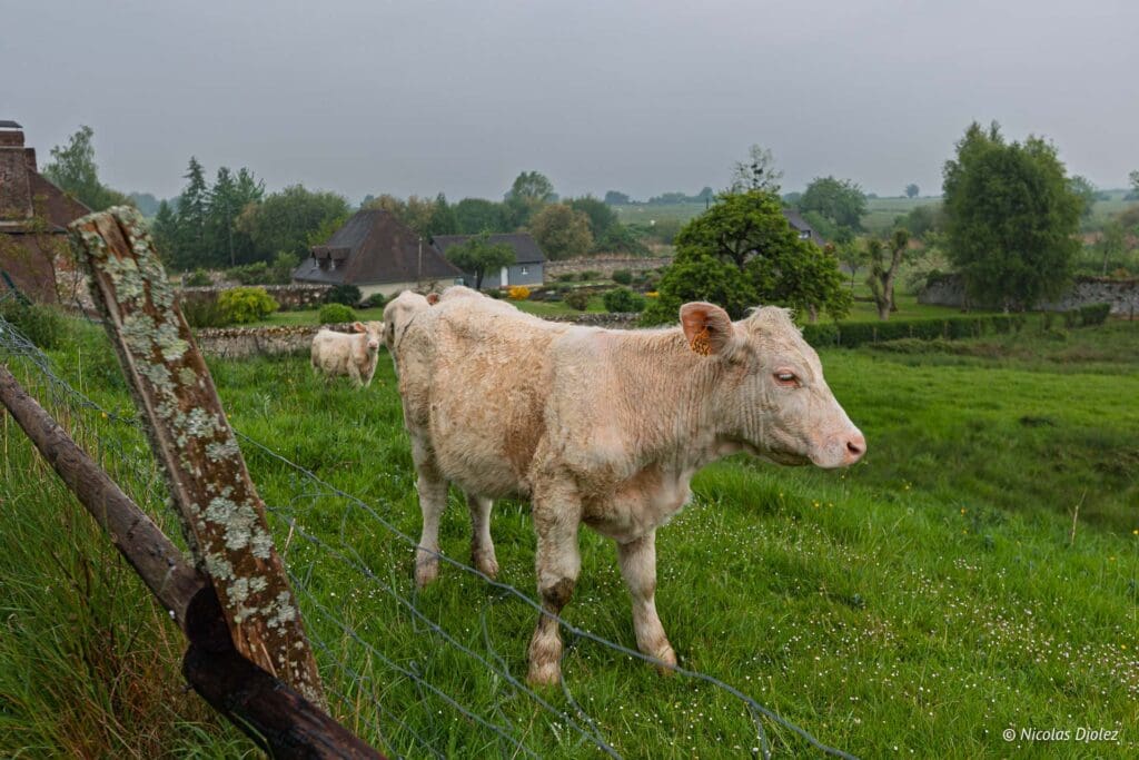 Fatouville Grestain DR Nicolas Diolez 2025 24