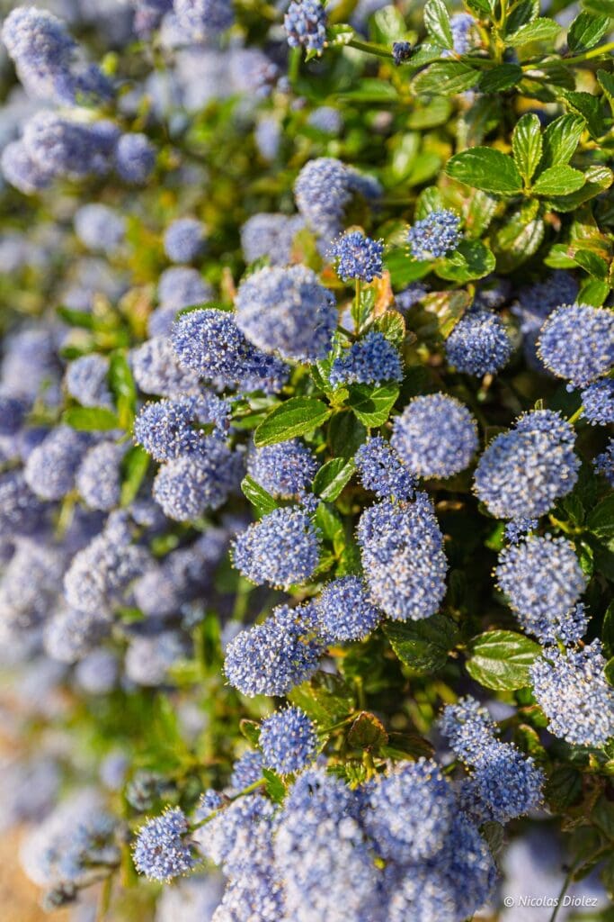 Le Clos du phare DR Nicolas Diolez 2025 14