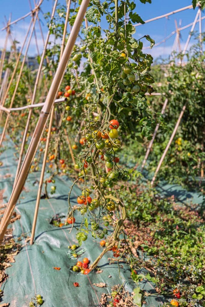 Plantation Paris DR Nicolas Diolez 2025 23