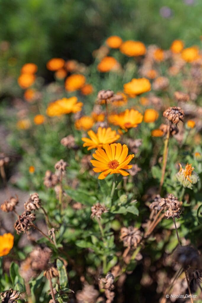 Plantation Paris DR Nicolas Diolez 2025 25