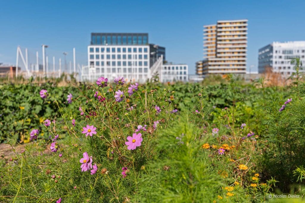 Plantation Paris DR Nicolas Diolez 2025 26