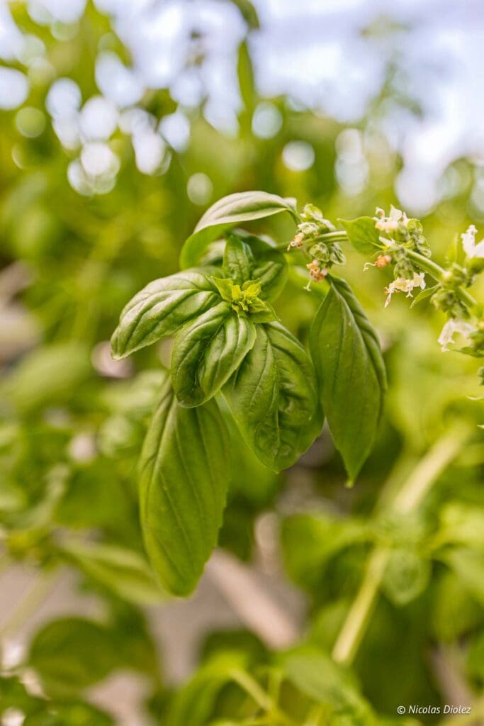 Plantation Paris DR Nicolas Diolez 2025 29