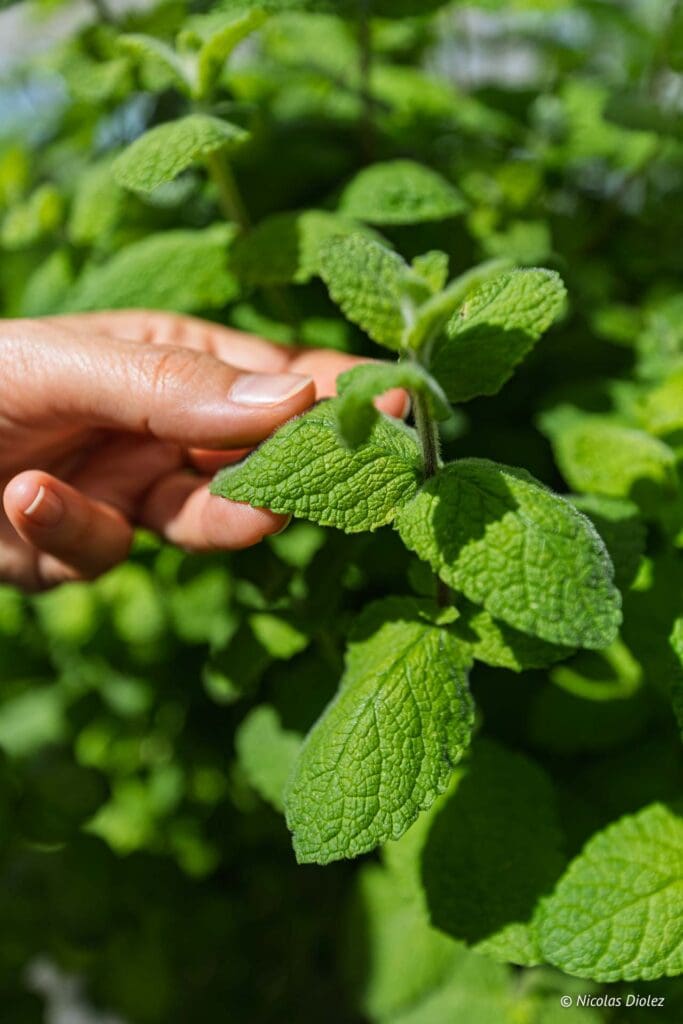 Plantation Paris DR Nicolas Diolez 2025 31