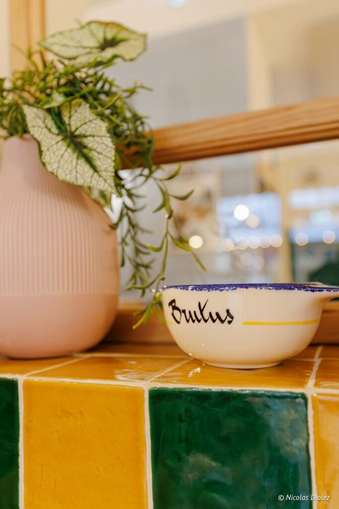 Bol Brutus sur carrelage jaune et vert, près d'un vase avec plante verte.