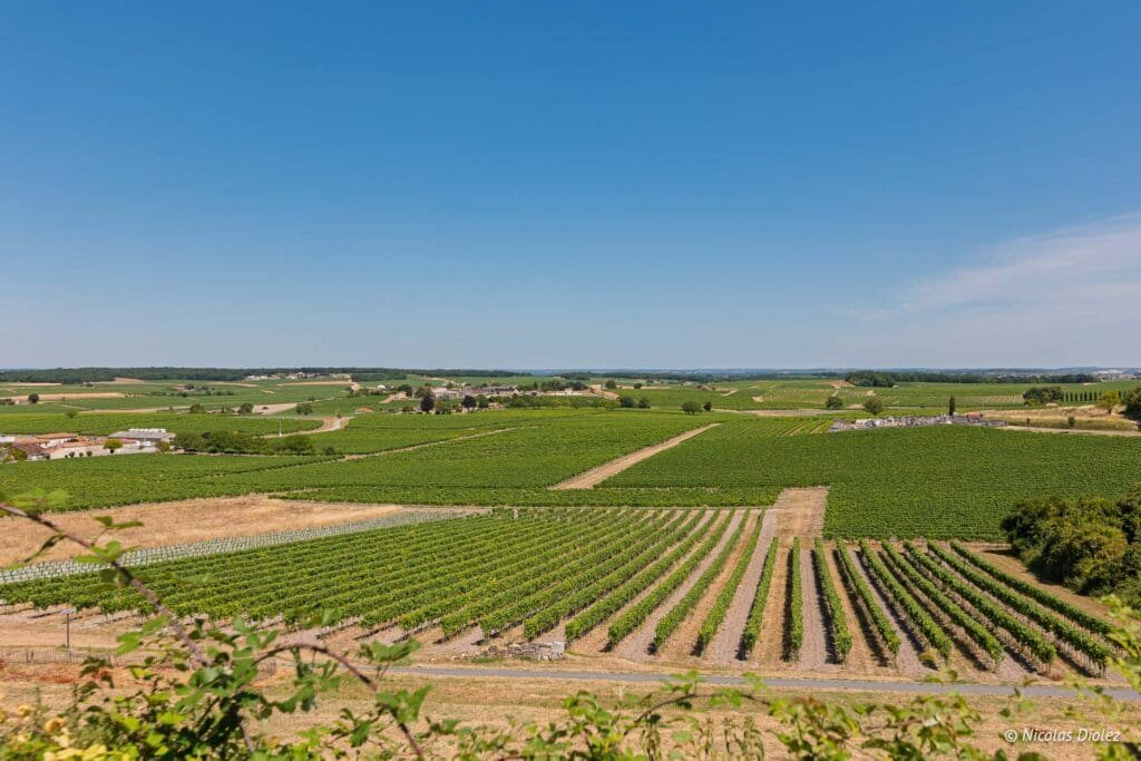 Vignoble du Château de Bouteville sous le ciel bleu, vue panoramique.