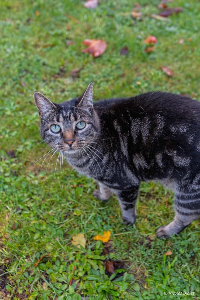 Chat tigré aux yeux verts sur herbe humide, crédit Nicolas Diolez.