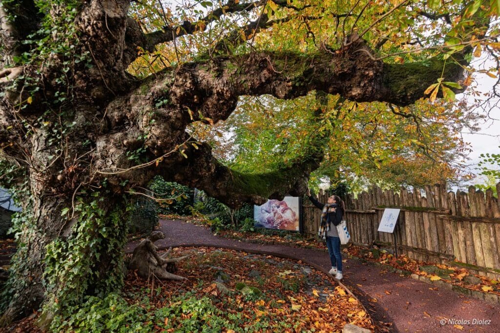 Femme près d'un vieil arbre moussu et exposition au Musée Naia, Rochefort-en-Terre.
