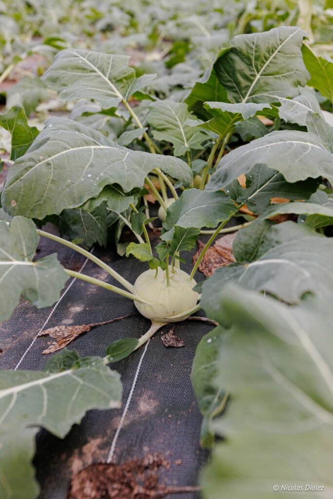 Chou-rave cultivé en pleine terre sous toile agricole au Domaine de Ligneronnes.