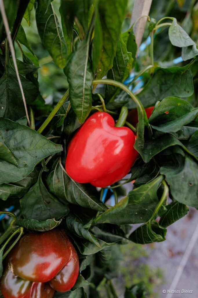 Poivron rouge mûr sur un plant entouré de feuilles vertes foncées.