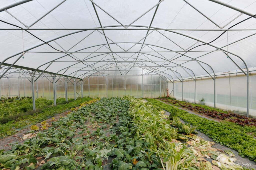 Serre avec légumes cultivés, potentiellement pour le potager du château.