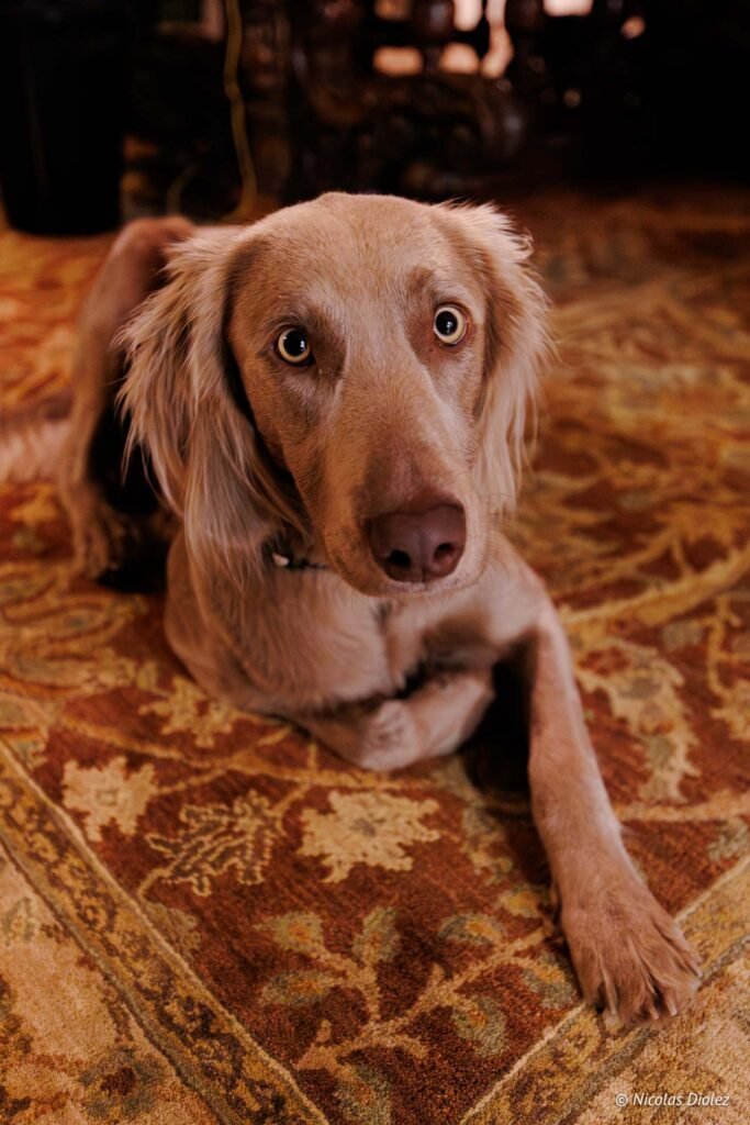 Chien Weimaraner au regard expressif sur tapis oriental au Château de la Rivière.