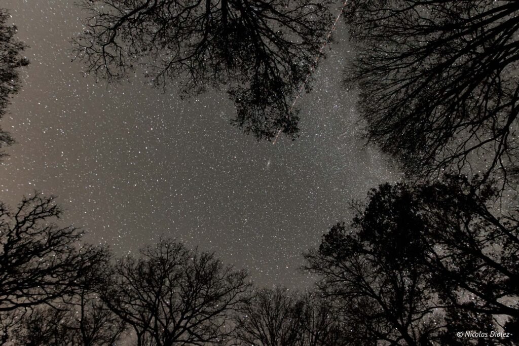 Ciel étoilé nocturne vu à travers les silhouettes des arbres du parc du Château.