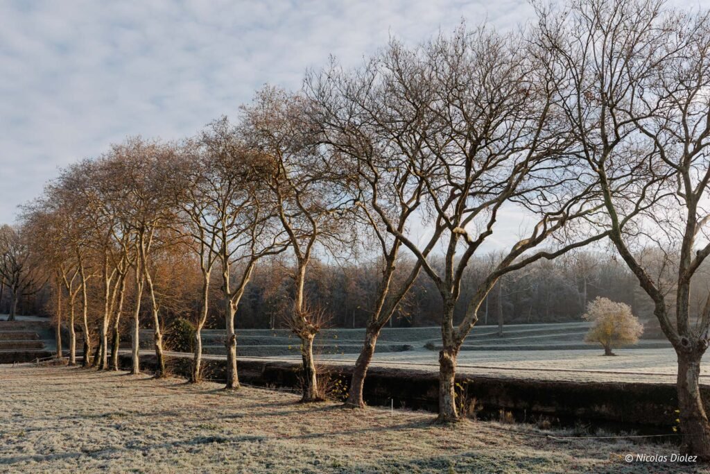 Allée d'arbres dénudés dans le parc gelé du Château de la Rivière.