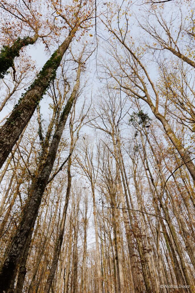 Parc du Château de la Rivière: vue en contre-plongée sur les grands arbres dénudés.